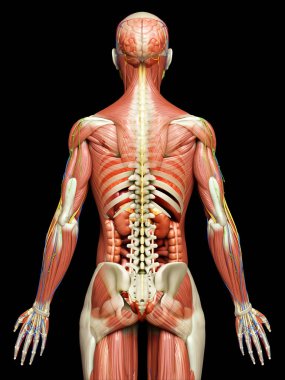 3D, tıbbi olarak erkek anatomisini doğruluyor.