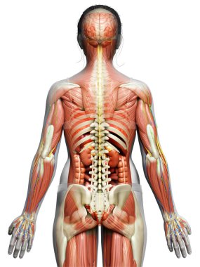 3D, tıbbi olarak erkek anatomisini doğruluyor.