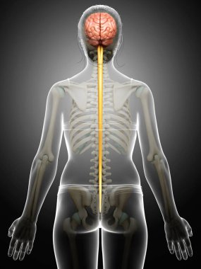 3D, beynin tıbben doğru bir çizimi.