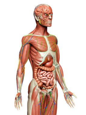 3D, tıbbi olarak erkek anatomisini doğruluyor.