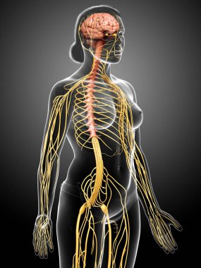 3D, tıbbi olarak bir kadın sinir sisteminin doğru bir örneği.