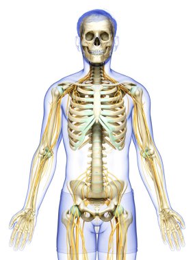 3D, sinir sistemi ve iskelet sisteminin tıbbi olarak doğru bir gösterimi.