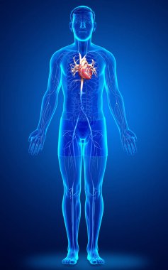 3D, erkek damar anatomisini tıbben doğru gösteriyor.