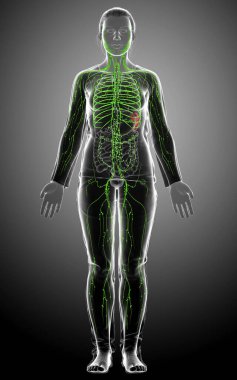 3D, tıbbi olarak bir kadın lenf sisteminin doğru bir çizimi.