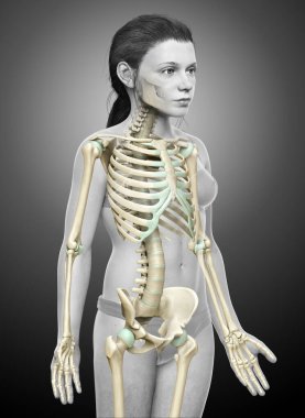 3 boyutlu, tıbbi olarak genç bir kızın iskelet sisteminin resmi.