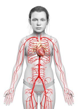 3D, genç kız atardamarlarının tıbben doğru çizimi.