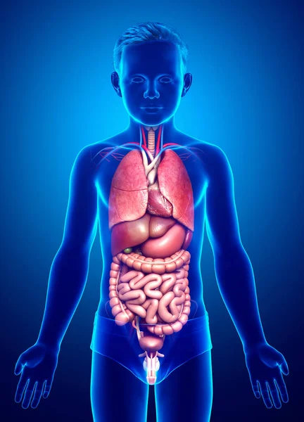 Gerenderte Medizinisch Korrekte Darstellung Der Inneren Organe Von Jungen — Stockfoto