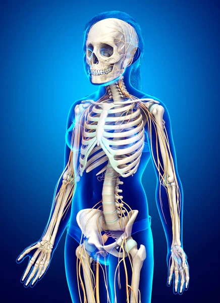 Gjorde Medicinskt Korrekt Illustration Ung Flicka Nervsystemet Och Skelett System — Stockfoto