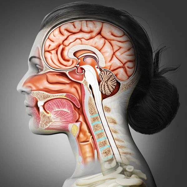Rendering Medical Illustration Male Interior Brain Anatomy — Stock Photo, Image
