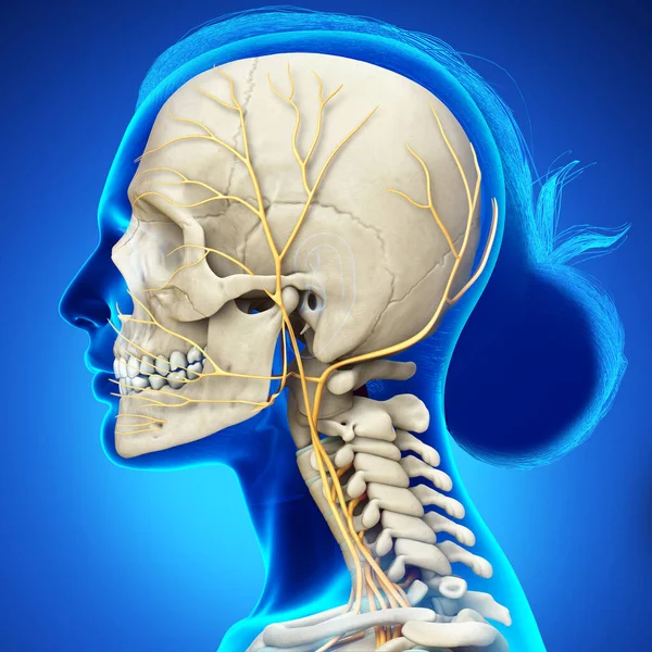 Rendered Medically Accurate Illustration Female Head Nervous System Skeleton System — Stock Photo, Image