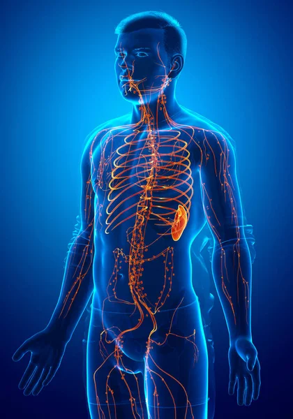 3Dレンダリング 男性リンパ系の医学的に正確なイラスト — ストック写真