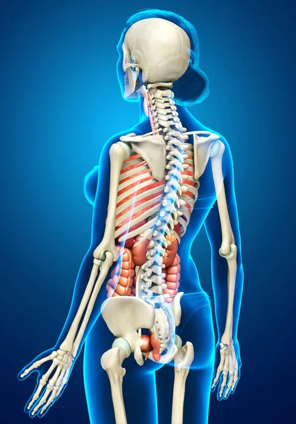 3Dは医学的に女性の正確なイラストをレンダリング 内部器官や骨格系 — ストック写真