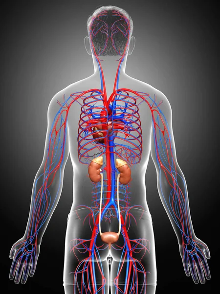 Renderizado Ilustración Médicamente Precisa Los Riñones Sistema Circulatorio — Foto de Stock