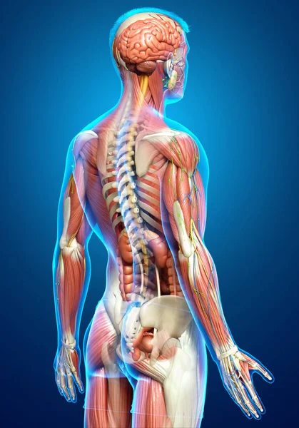 Tıbbi Olarak Erkek Anatomisini Doğruluyor — Stok fotoğraf
