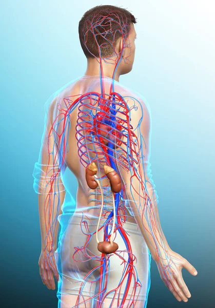 Reso Illustrazione Clinicamente Accurata Dei Reni Del Sistema Circolatorio — Foto Stock