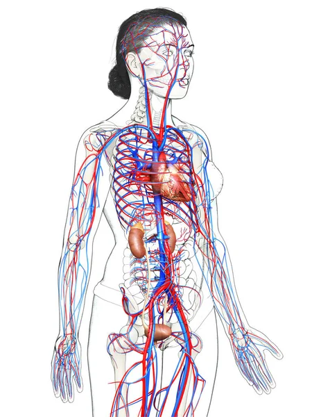 Illustration Médicalement Exacte Des Reins Système Circulatoire Féminins — Photo