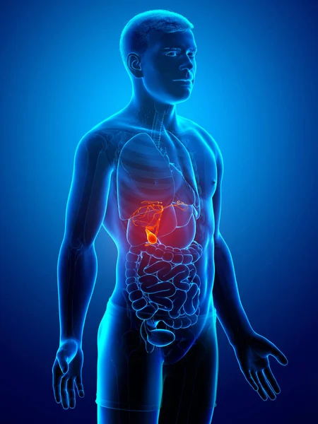 Gerenderte Medizinisch Genaue Darstellung Der Männlichen Organe Gallenblase Anatomie — Stockfoto