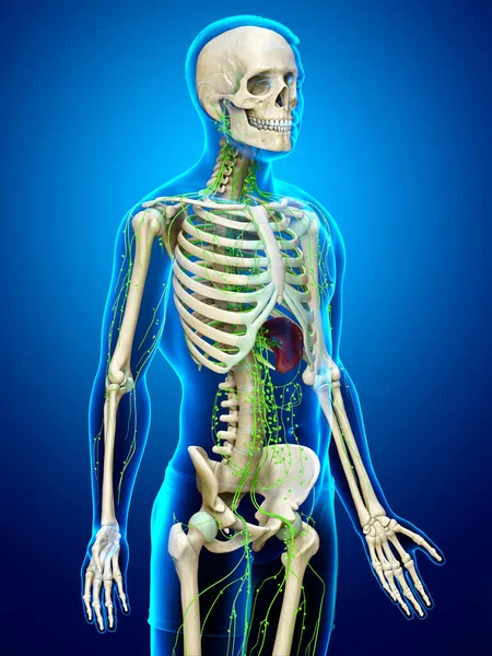 Gerenderte Medizinisch Genaue Darstellung Eines Männlichen Lymphsystems — Stockfoto