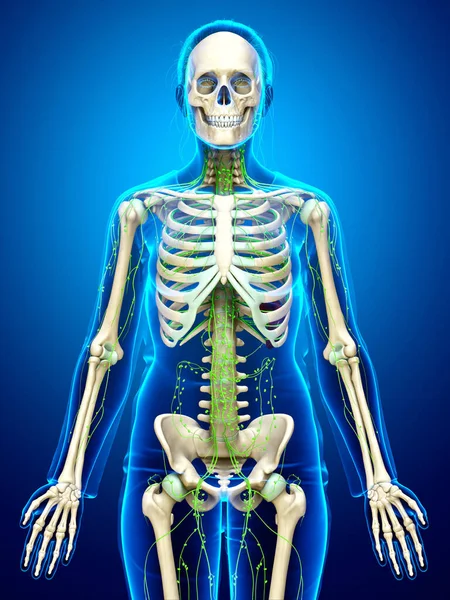 Gerenderte Medizinisch Genaue Darstellung Eines Weiblichen Lymphsystems — Stockfoto