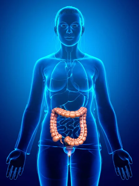 Renderizado Ilustración Médicamente Precisa Anatomía Del Intestino Grueso Femenino —  Fotos de Stock