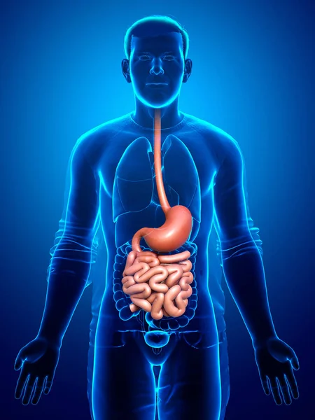 Renderizado Ilustración Médicamente Precisa Estómago Masculino Intestino Delgado — Foto de Stock