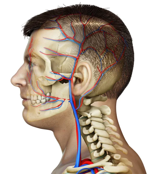 Renderizado Ilustración Médicamente Precisa Cabeza Masculina Sistema Circulatorio Esqueleto —  Fotos de Stock