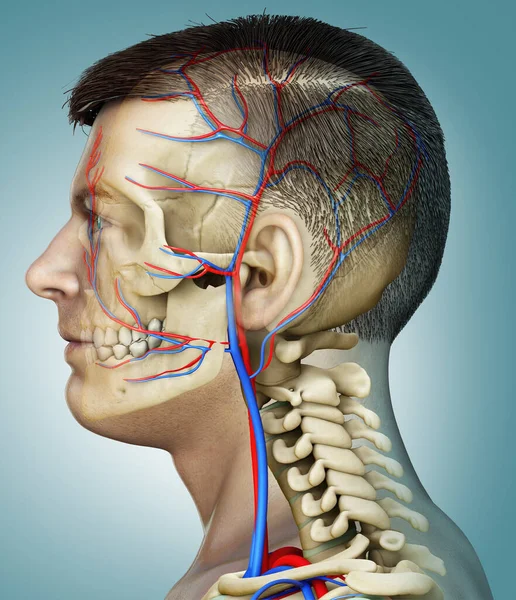 Rendu Illustration Médicalement Précise Système Circulatoire Squelettique Tête Masculine — Photo