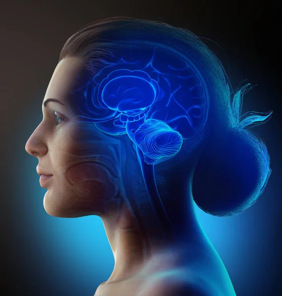 Representación Médica Ilustración Anatomía Del Cerebro Interior Masculino — Foto de Stock