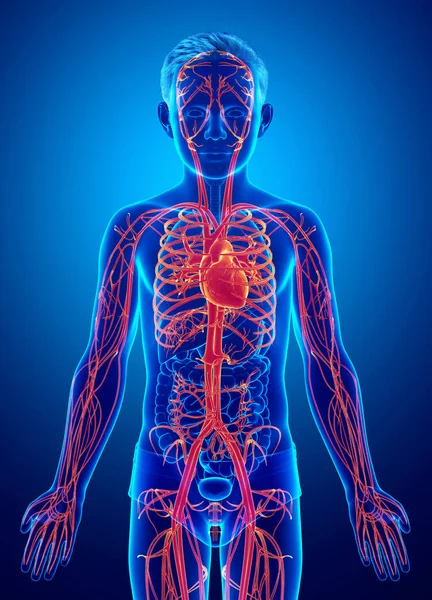 Rendered Medically Accurate Illustration Highlighted Orange Young Boy Heart Anatomy — Stock Photo, Image