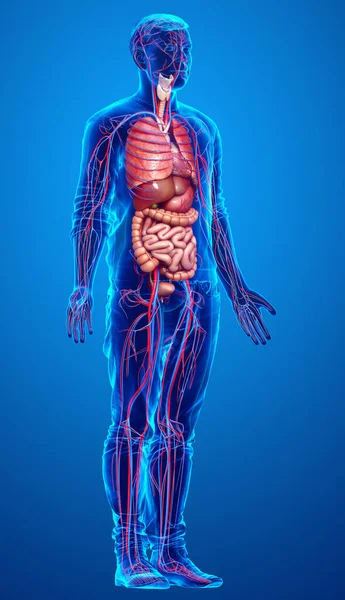 Provedená Lékařsky Přesná Ilustrace Mužských Vnitřních Orgánů Oběhového Systému — Stock fotografie