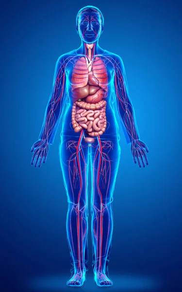 Medisch Nauwkeurige Illustratie Van Vrouwelijke Bloedsomloop Interne Organen — Stockfoto