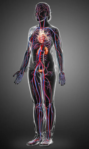 Reso Illustrazione Clinicamente Accurata Dei Reni Femminili Del Sistema Circolatorio — Foto Stock