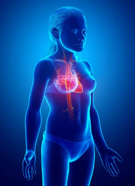 Reso Illustrazione Clinicamente Accurata Evidenziata Arancio Ragazza Anatomia Del Cuore — Foto Stock