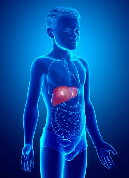 三维渲染 医学上准确的幼童肝脏解剖图像 — 图库照片