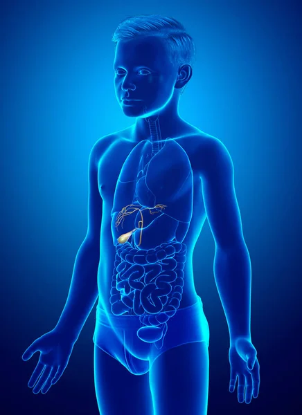 Оказана Медицинская Точная Иллюстрация Молодой Мальчик Органы Желчного Пузыря Анатомии — стоковое фото