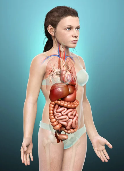 3Dレンダリング医学的に正確なイラストの若い女の子消化器系 — ストック写真