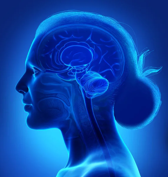 Рендеринг Медицинской Иллюстрации Мужской Внутренней Анатомии Мозга — стоковое фото