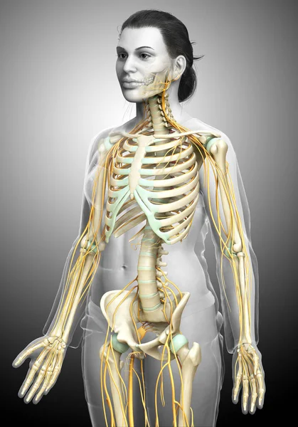 Bir Kadın Sinir Sisteminin Iskelet Sisteminin Tıbbi Olarak Doğru Bir — Stok fotoğraf