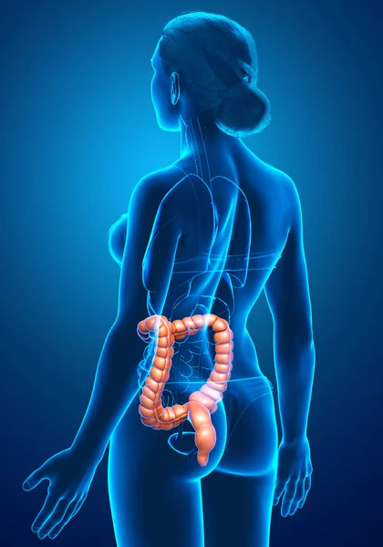 Reso Illustrazione Clinicamente Accurata Dell Anatomia Femminile Dell Intestino Crasso — Foto Stock