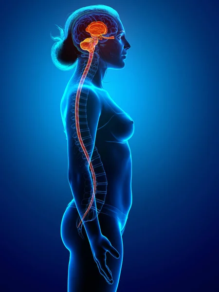 Renderowane Medycznie Dokładna Ilustracja Kobiecej Wewnętrznej Anatomii Mózgu — Zdjęcie stockowe