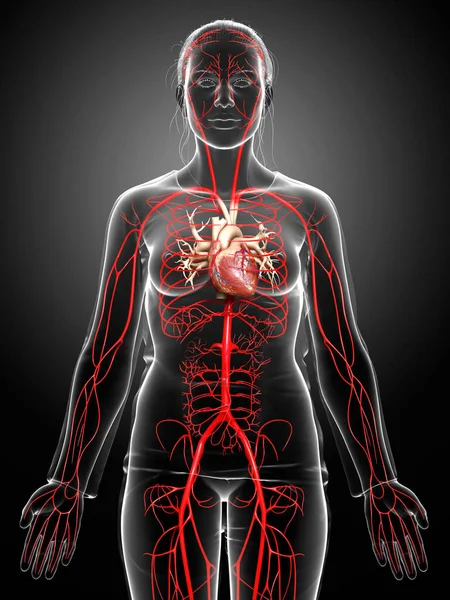 Reso Illustrazione Clinicamente Accurata Delle Arterie Femminili — Foto Stock