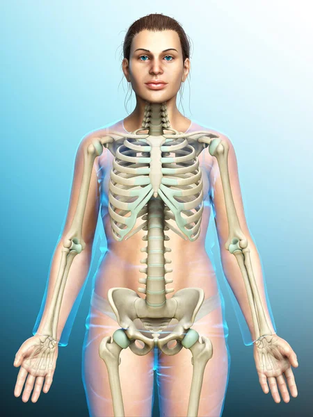 Rendered Medically Accurate Illustration Female Skeleton System — Stock Photo, Image