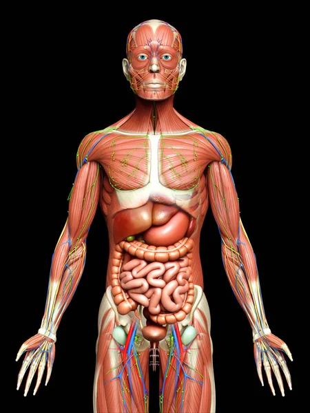 Görs Medicinskt Korrekt Den Manliga Anatomin — Stockfoto