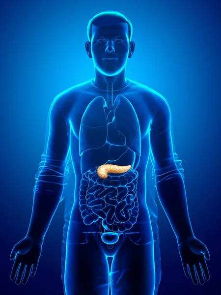 Återgiven Medicinskt Korrekt Illustration Manlig Bukspottkörtel — Stockfoto