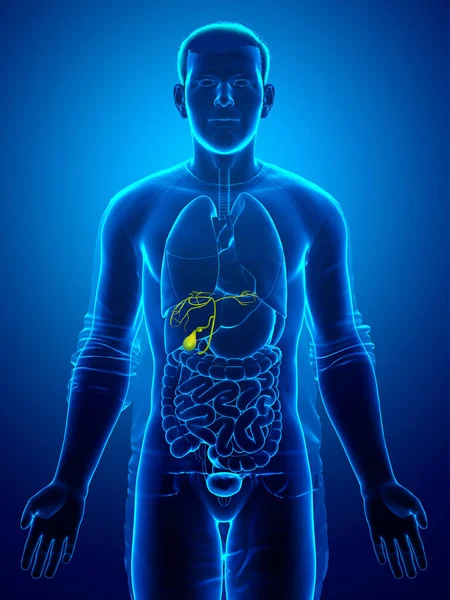 Gerenderte Medizinisch Genaue Darstellung Der Männlichen Organe Gallenblase Anatomie — Stockfoto