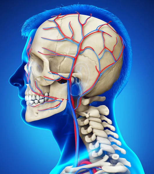 Renderizado Ilustración Médicamente Precisa Cabeza Masculina Sistema Circulatorio Esqueleto —  Fotos de Stock