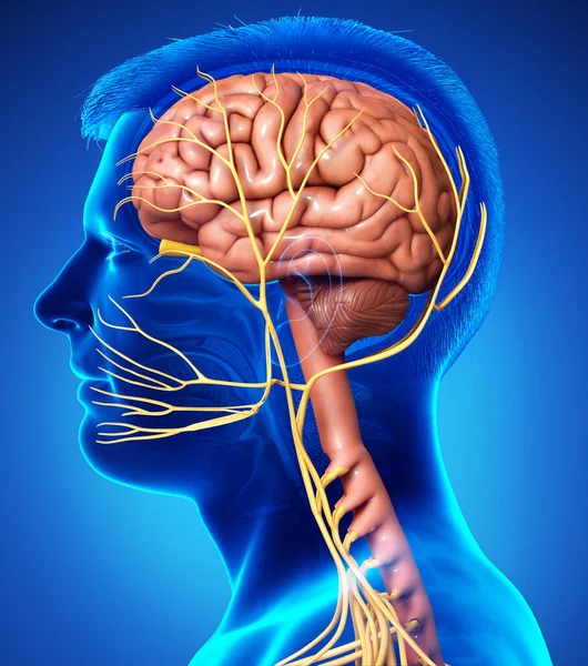 Zobrazování Lékařské Ilustrace Mužské Vnitřní Mozkové Anatomie — Stock fotografie
