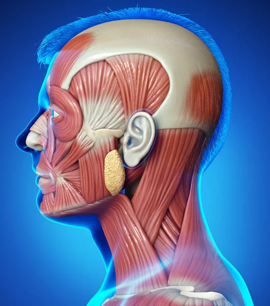 Representación Médica Ilustración Anatomía Del Cerebro Interior Masculino — Foto de Stock