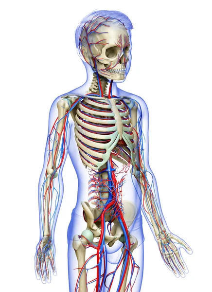 3D对男孩的循环系统和骨骼系统进行了精确的医学描述 — 图库照片