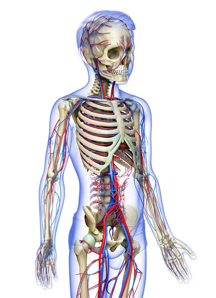 Orvosilag Pontos Illusztrációja Fiú Keringési Csontváz Rendszer — Stock Fotó
